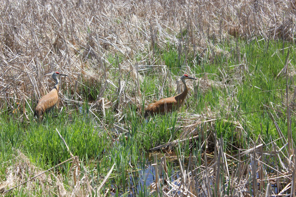 Sandhill Cranes Hankerd Hills Golf Course Sandhill Cranes Hankerd Hills Golf Course